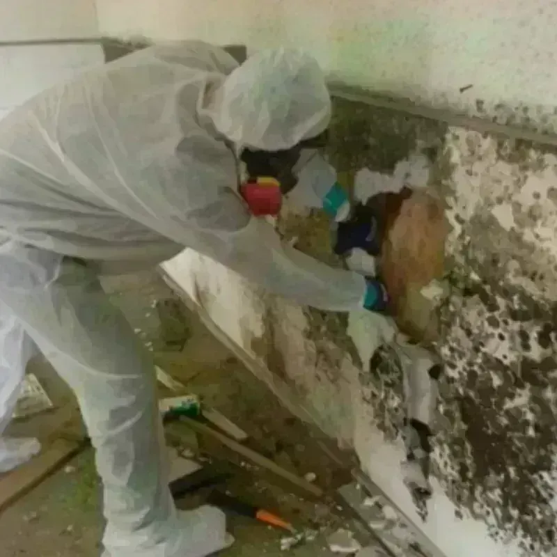 Mold Remediation and Removal in Medina, TN